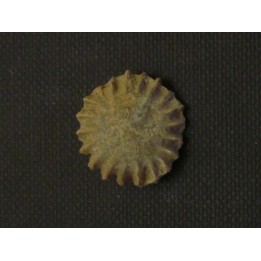 calceola sandalina (8)