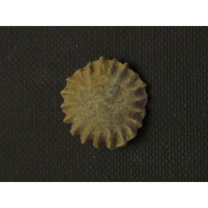 calceola sandalina (8)