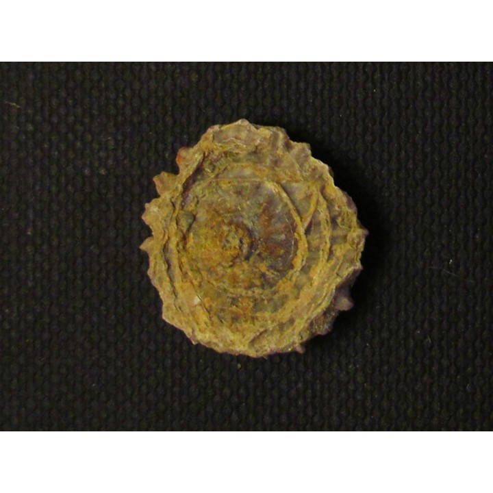 calceola sandalina (8)