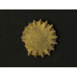 GYMNOPHYLLUM WARDI (2)