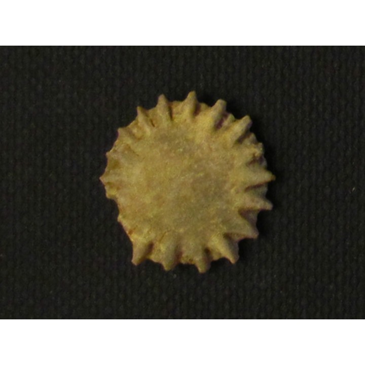 GYMNOPHYLLUM WARDI (2)