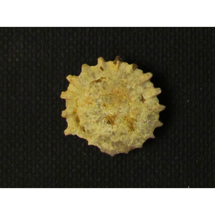 GYMNOPHYLLUM WARDI (2)