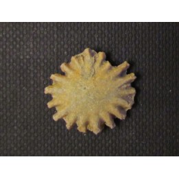 GYMNOPHYLLUM WARDI (4)