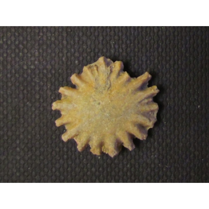 GYMNOPHYLLUM WARDI (4)
