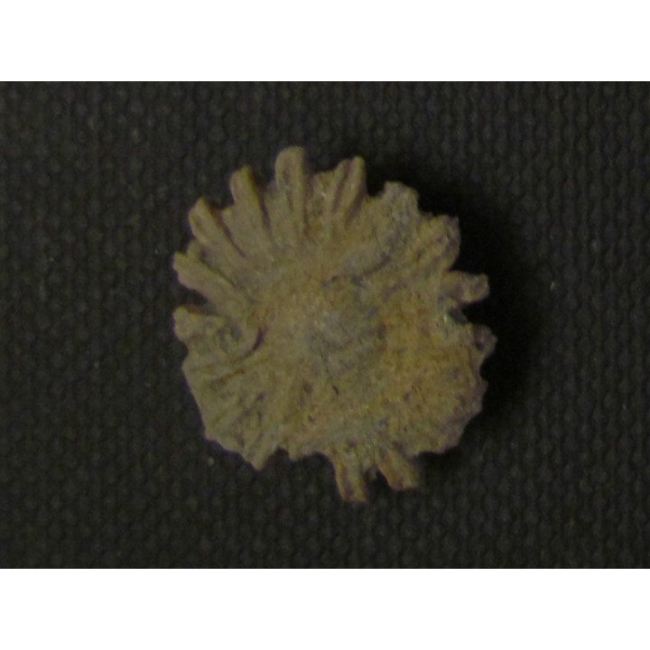 GYMNOPHYLLUM WARDI (4)