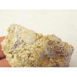 PETROLISTHES MAGNUS