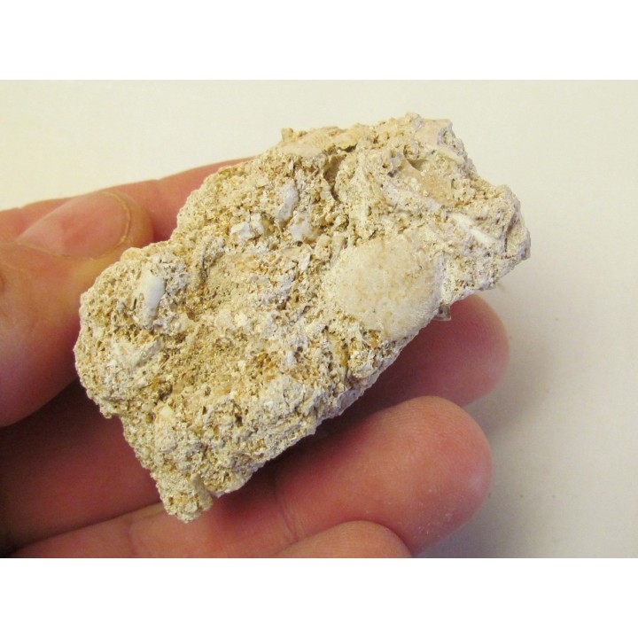 PETROLISTHES MAGNUS