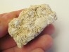PETROLISTHES MAGNUS