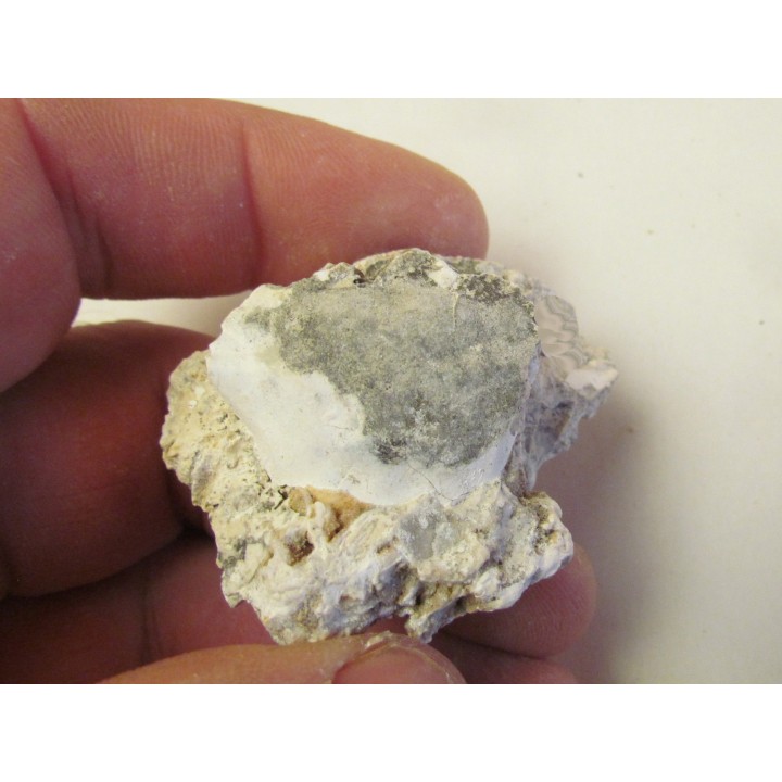 BATHYNECTES MUELLERI