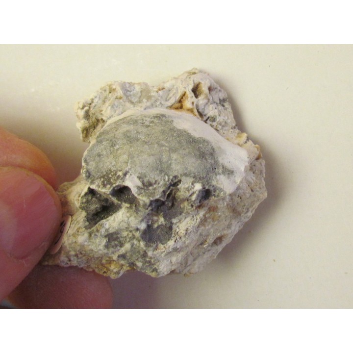 BATHYNECTES MUELLERI