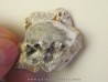 BATHYNECTES MUELLERI
