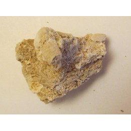 GALATHEA WEINFURTERI