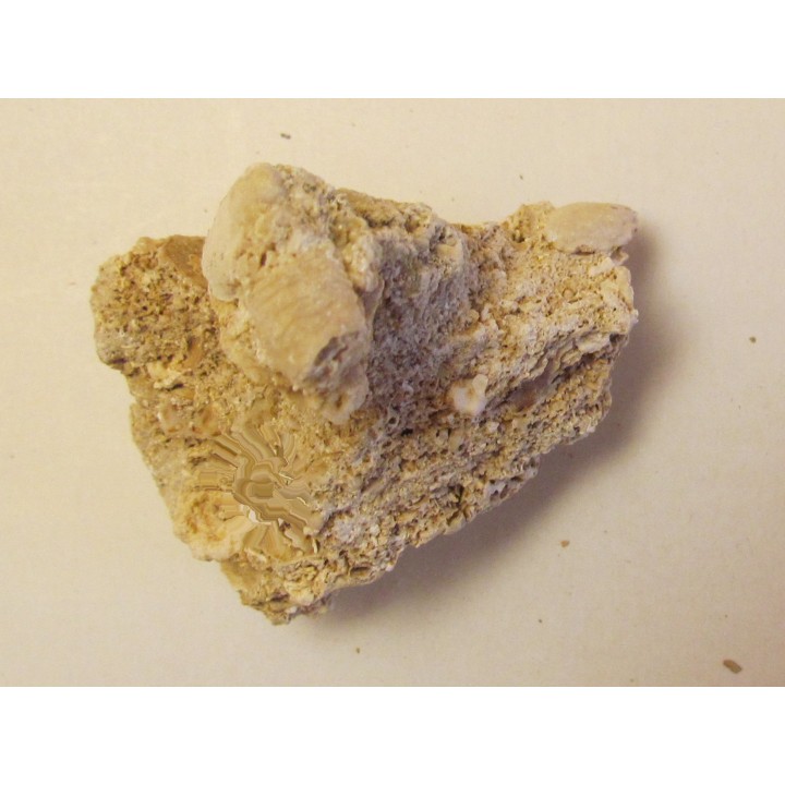 GALATHEA WEINFURTERI