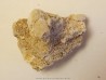 GALATHEA WEINFURTERI