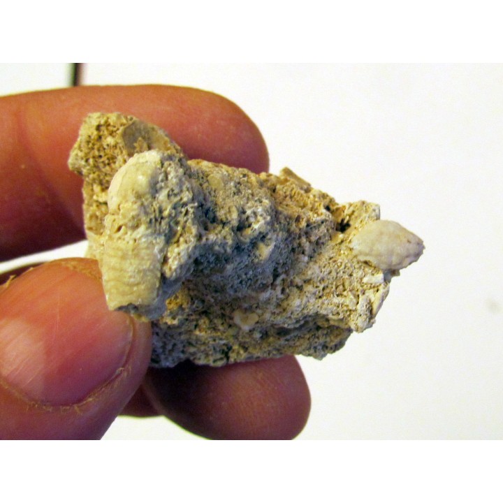 GALATHEA WEINFURTERI