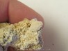 GALATHEA WEINFURTERI