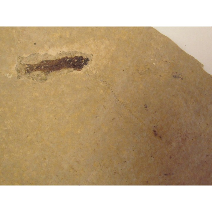 PROLEBIAS GORETI (6)