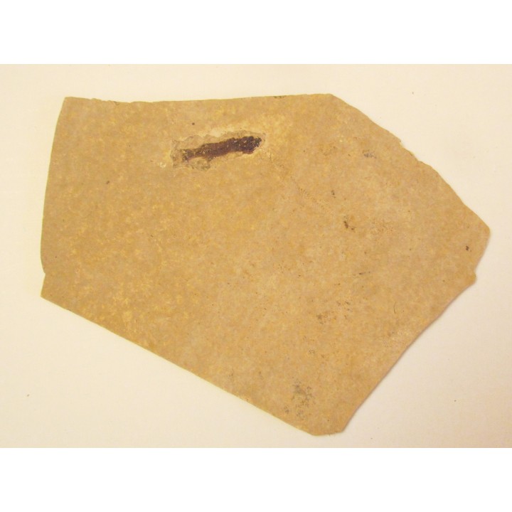 PROLEBIAS GORETI (6)