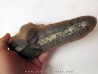 PECOPTERIS VILLOSA (1)