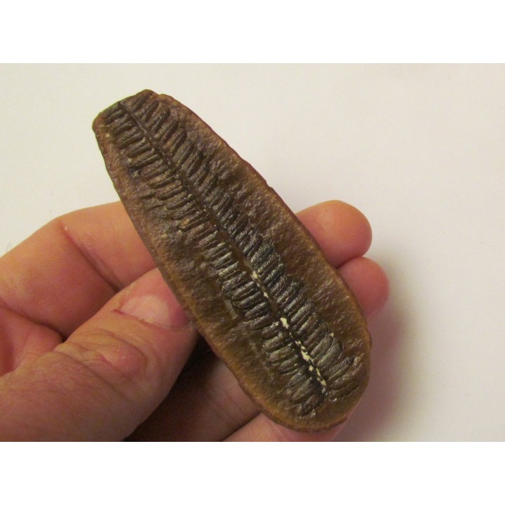 PECOPTERIS VILLOSA (9)