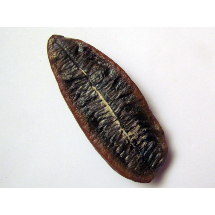 PECOPTERIS VILLOSA (9)