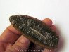 PECOPTERIS VILLOSA (10)