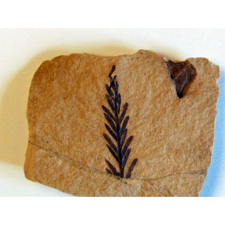 METASEQUOIA (1)