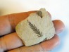 METASEQUOIA (1)