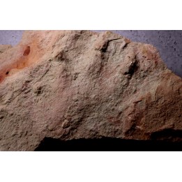 grosse empreinte de reptile : (contre empreinte)  Chirotherium  Trias  Saone et Loire, France
