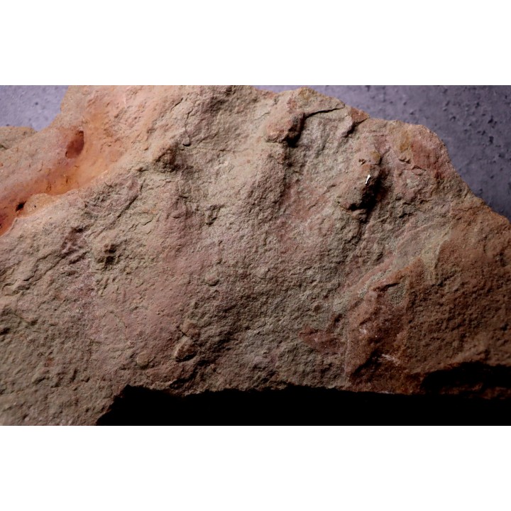 grosse empreinte de reptile : (contre empreinte)  Chirotherium  Trias  Saone et Loire, France