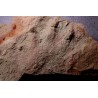 grosse empreinte de reptile : (contre empreinte) Chirotherium Trias Saone et Loire, France
