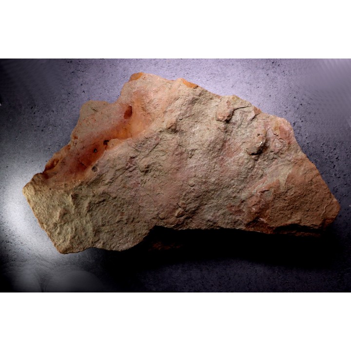 grosse empreinte de reptile : (contre empreinte)  Chirotherium  Trias  Saone et Loire, France