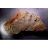 reptil foot print :  Chirotherium  Trias  Saone et Loire, France