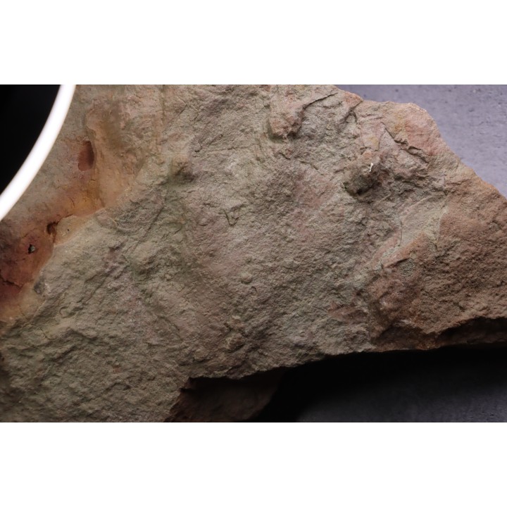 grosse empreinte de reptile : (contre empreinte)  Chirotherium  Trias  Saone et Loire, France