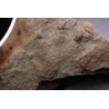 reptil foot print :  Chirotherium  Trias  Saone et Loire, France