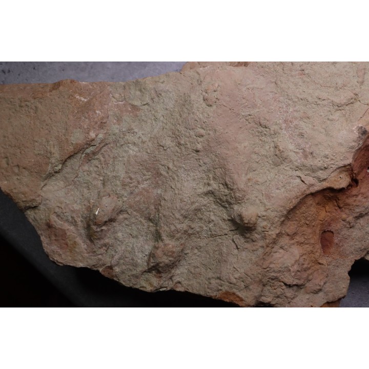 grosse empreinte de reptile : (contre empreinte)  Chirotherium  Trias  Saone et Loire, France