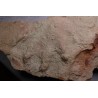 grosse empreinte de reptile : (contre empreinte) Chirotherium Trias Saone et Loire, France