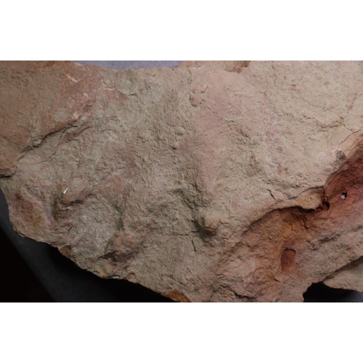 reptil foot print :  Chirotherium  Trias  Saone et Loire, France