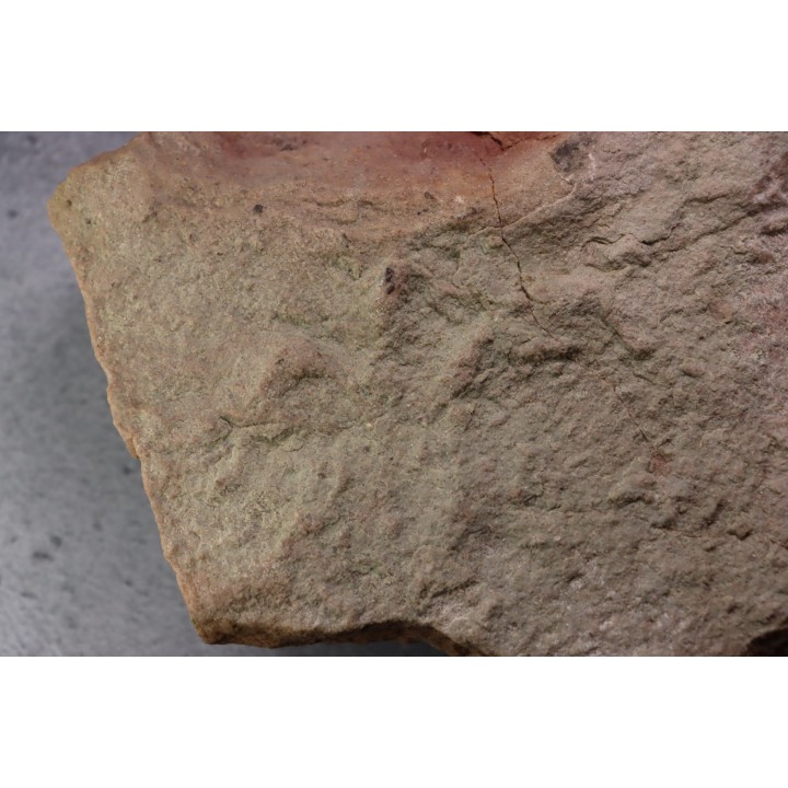 grosse empreinte de reptile : (contre empreinte)  Chirotherium  Trias  Saone et Loire, France