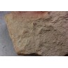 grosse empreinte de reptile : (contre empreinte) Chirotherium Trias Saone et Loire, France