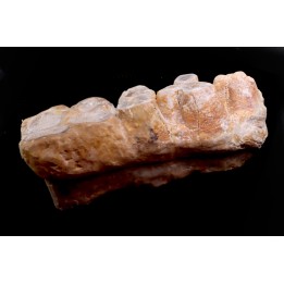 dent de Mastodonte  GOMPHOTHERIIDES   ANANCUS ARVENENSIS  Pléistocène   Jura, FRANCE
