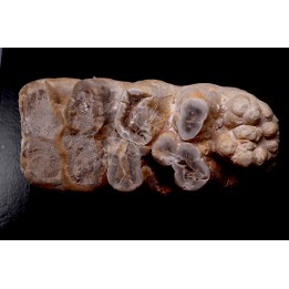dent de Mastodonte  GOMPHOTHERIIDES   ANANCUS ARVENENSIS  Pléistocène   Jura, FRANCE