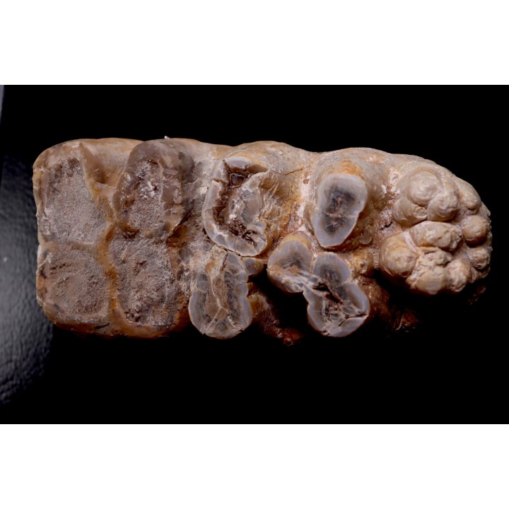 dent de Mastodonte  GOMPHOTHERIIDES   ANANCUS ARVENENSIS  Pléistocène   Jura, FRANCE