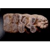 dent de Mastodonte GOMPHOTHERIIDES ANANCUS ARVENENSIS Pléistocène Jura, FRANCE