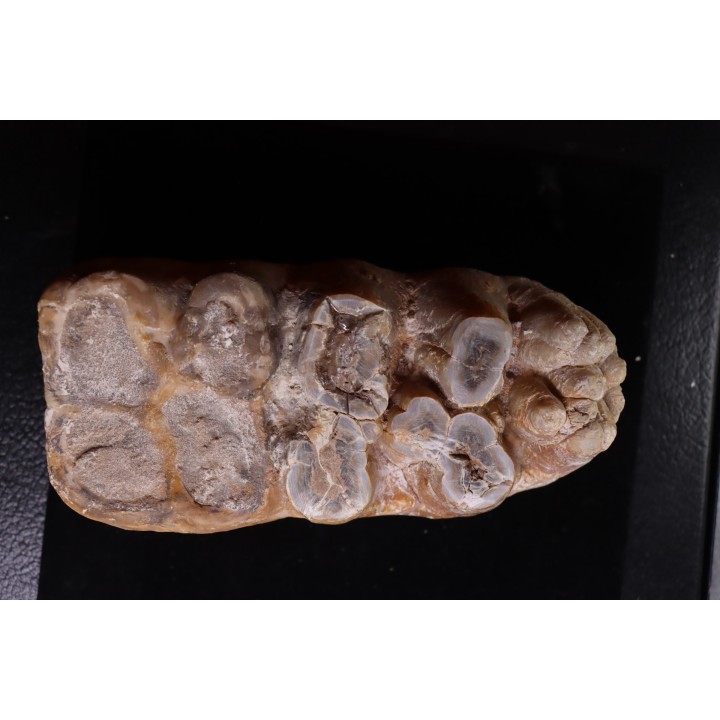 dent de Mastodonte  GOMPHOTHERIIDES   ANANCUS ARVENENSIS  Pléistocène   Jura, FRANCE