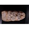 dent de Mastodonte  GOMPHOTHERIIDES   ANANCUS ARVENENSIS  Pléistocène   Jura, FRANCE