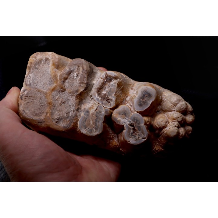 dent de Mastodonte  GOMPHOTHERIIDES   ANANCUS ARVENENSIS  Pléistocène   Jura, FRANCE