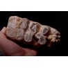 dent de Mastodonte GOMPHOTHERIIDES ANANCUS ARVENENSIS Pléistocène Jura, FRANCE