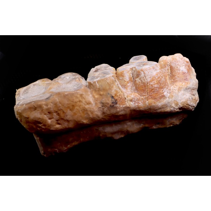 dent de Mastodonte  GOMPHOTHERIIDES   ANANCUS ARVENENSIS  Pléistocène   Jura, FRANCE