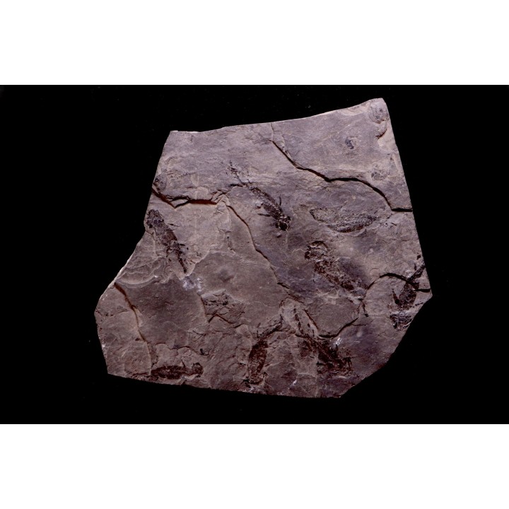 branchiosaure (protriton) petrolei - Autunian - Autun, France